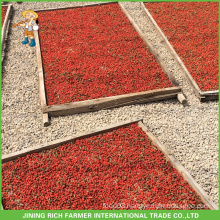 Goji Berries Turkey Market